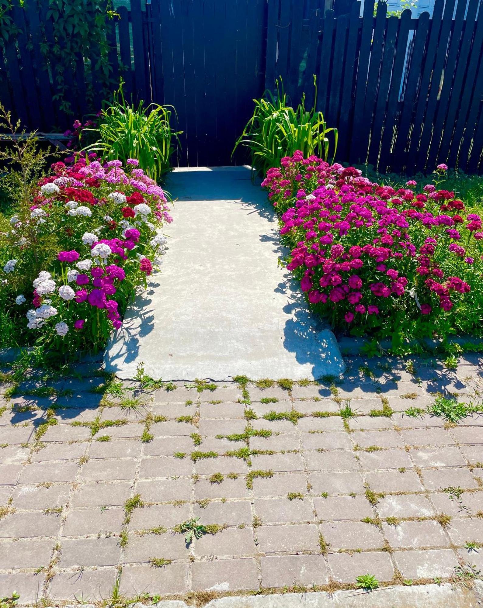 Năvodari Vila Cris Apartments מראה חיצוני תמונה